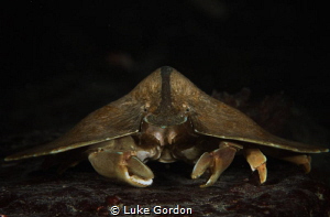 UFO or Moth crab.....?this little guy was scuttling aroun... by Luke Gordon 